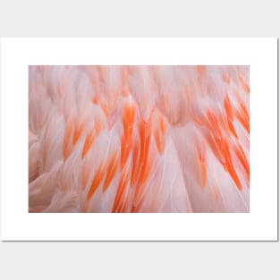 Flamingo Feathers Posters and Art